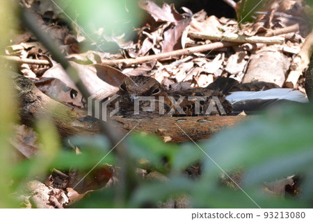Northern goshawk 93213080
