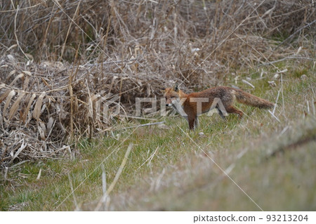 Riverbed where foxes hide Riverbed where foxes hide 93213204
