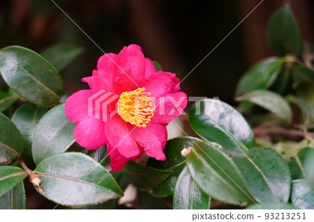 Camellia, vivid color Camellia, vivid color 93213251