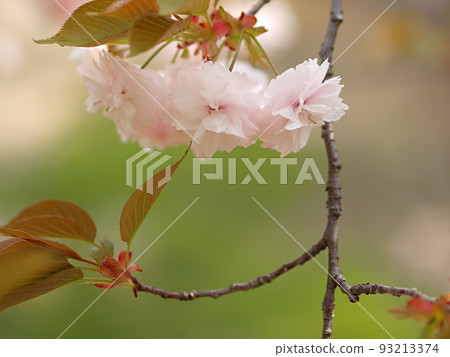 雙櫻花和復制空間 93213374