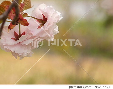 雙櫻花和復制空間 93213375