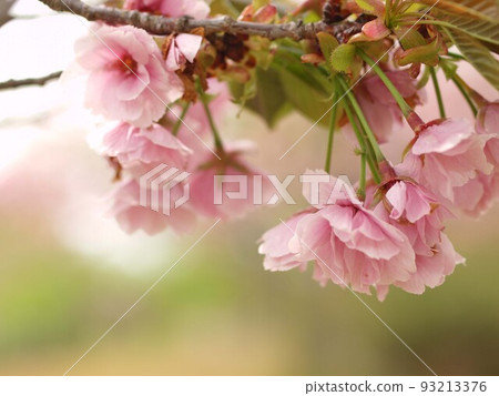 雙櫻花和復制空間 雙櫻花和復制空間 93213376