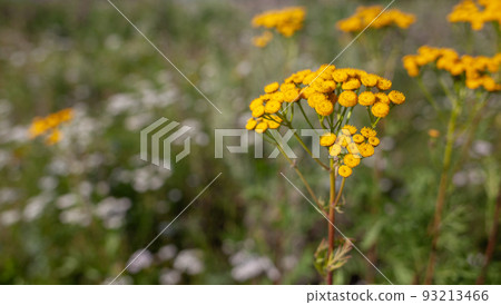 Yellow tansy flowers Tanacetum vulgare, common tansy, bitter button, cow bitter, or golden buttons in the green summer meadow. Yellow flowering of tansy in the meadow. Yellow tansy flowers Tanacetum vulgare, common tansy, bitter button, cow bitter, or golden buttons in the green summer meadow. Yellow flowering of tansy in the meadow. 93213466