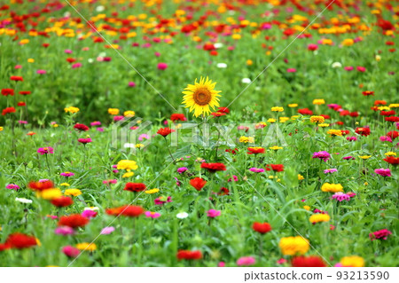 A single sunflower surrounded by colorful zinnias at Hananomiyako Park, Yamanakako Village, Minamitsuru District, Yamanashi Prefecture 93213590