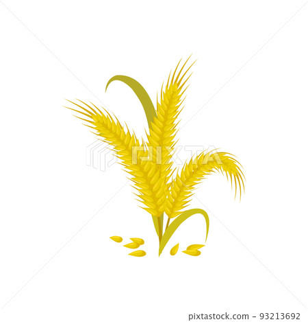 Ears of wheat and grains isolated golden spica. Vector bakery cereal food, flour ingredient bread plant 93213692