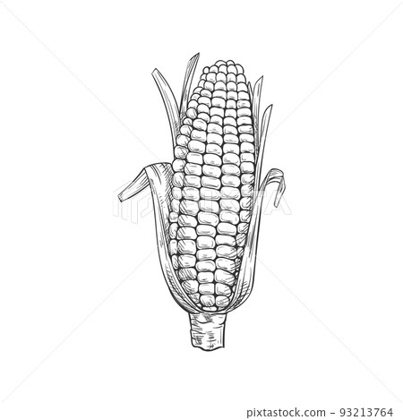Maize corn cob with leaves isolated vector sketch. Vector sweetcorn vegetarian food, cereal grain Maize corn cob with leaves isolated vector sketch. Vector sweetcorn vegetarian food, cereal grain 93213764