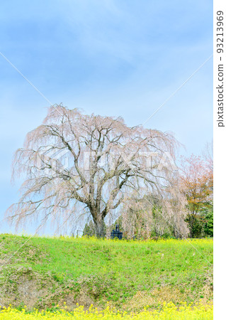 Weeping cherry blossoms and spring sky scenery ``Sightseeing spot: gravekeeper cherry blossoms'' Miyagi district, Taketa city, Oita prefecture Weeping cherry blossoms and spring sky scenery ``Sightseeing spot: gravekeeper cherry blossoms'' Miyagi district, Taketa city, Oita prefecture 93213969