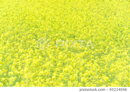 Field of rapeseed flowers ``Sightseeing spot: Scenery around Gravekeeper's Cherry Blossoms'' Miyagi district, Taketa City, Oita Prefecture Field of rapeseed flowers ``Sightseeing spot: Scenery around Gravekeeper's Cherry Blossoms'' Miyagi district, Taketa City, Oita Prefecture 93214046