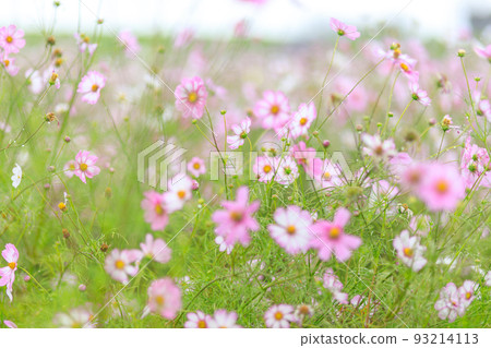 Cosmos of Fukiage wet in the rain 93214113