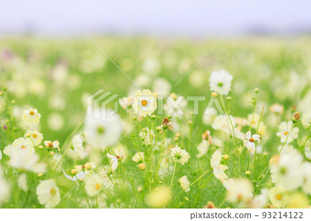Cosmos of Fukiage wet in the rain 93214122