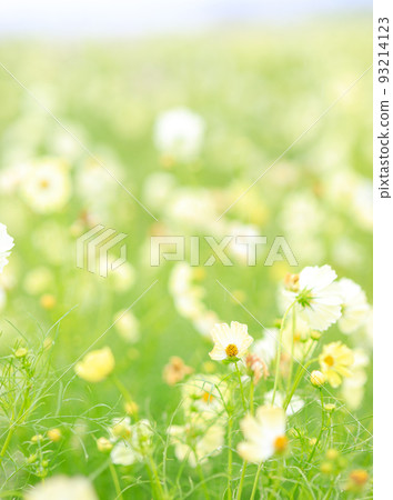 Cosmos of Fukiage wet in the rain Cosmos of Fukiage wet in the rain 93214123