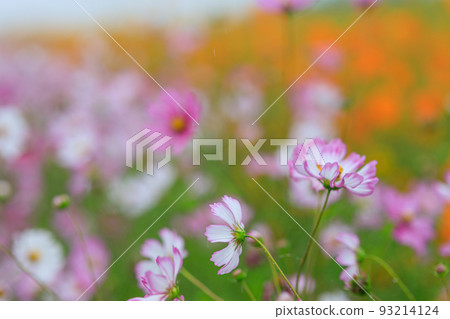 Cosmos of Fukiage wet in the rain Cosmos of Fukiage wet in the rain 93214124