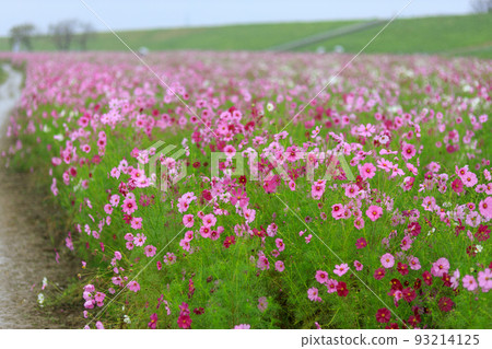 Cosmos of Fukiage wet in the rain Cosmos of Fukiage wet in the rain 93214125