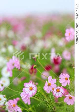 Cosmos of Fukiage wet in the rain Cosmos of Fukiage wet in the rain 93214126