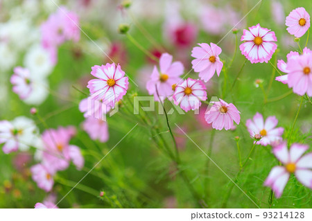 Cosmos of Fukiage wet in the rain 93214128