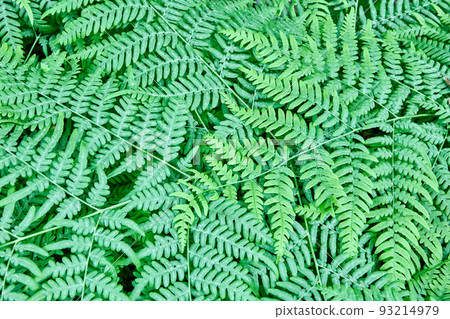 Wild forest fern full frame plant texture for background. 93214979