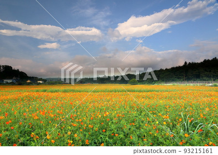 山梨縣南充區山中湖村花之宮公園木花盛開的波斯菊和覆蓋富士山的雲 93215161