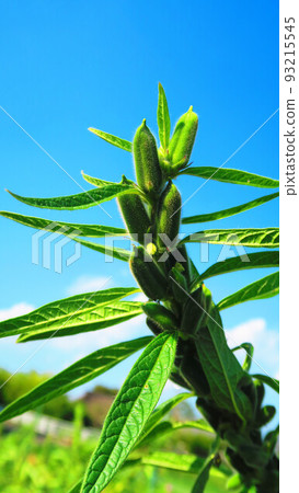 Scenery of a field with golden sesame 93215545