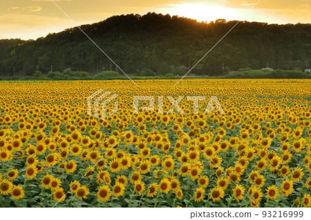 Kamiyama district, Mashiko-machi, Haga-gun, Tochigi Prefecture Sunflower fields in full bloom and sunset sky from the Mashiko-machi Sunflower Festival venue Kamiyama district, Mashiko-machi, Haga-gun, Tochigi Prefecture Sunflower fields in full bloom and sunset sky from the Mashiko-machi Sunflower Festival venue 93216999