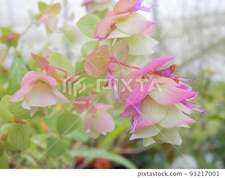 Oregano Kent Beauty Oregano Kent Beauty 93217001