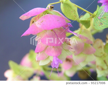 Oregano Kent Beauty Oregano Kent Beauty 93217006