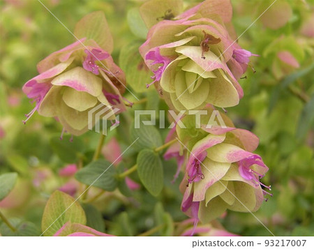 Oregano Kent Beauty Oregano Kent Beauty 93217007