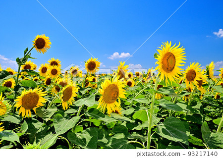Sunflowers in full bloom in reclaimed land Sunflowers in full bloom in reclaimed land 93217140