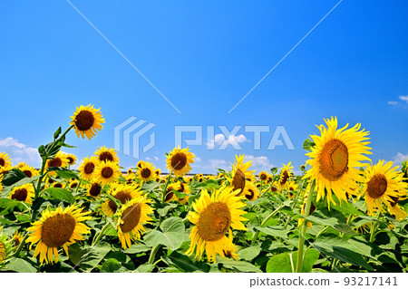 Sunflowers in full bloom in reclaimed land Sunflowers in full bloom in reclaimed land 93217141