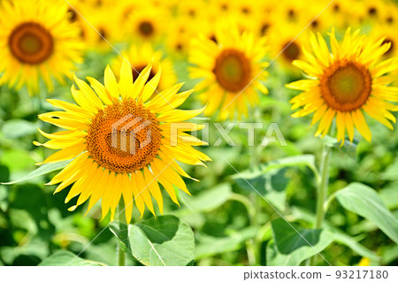 Sunflowers in full bloom in reclaimed land 93217180