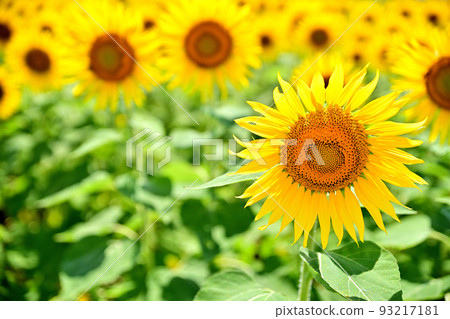 Sunflowers in full bloom in reclaimed land 93217181