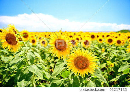 Sunflowers in full bloom in reclaimed land 93217183