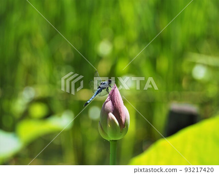 背景是米飯 93217420