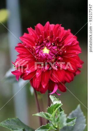 大麗花 大麗花 93217547