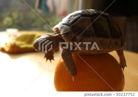 Greece tortoise Greece tortoise 93217752