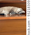 seen by a cat 93218309