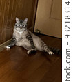 sexy pose cat 93218314