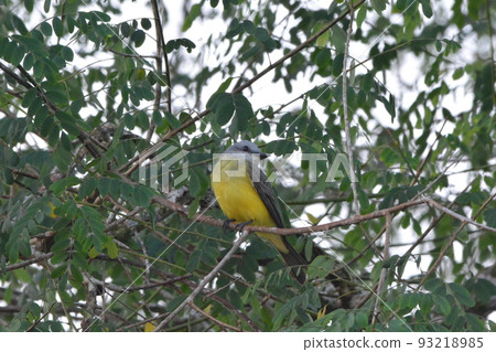 olive flycatcher 93218985