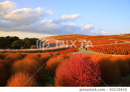 Hitachi Seaside Park, autumnal weather, colorful kochia and colorful fall cherry blossoms 93219410