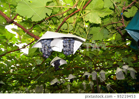 Kyoho black grapes and Fuji Minoru 93219453