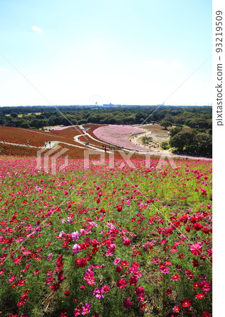 Hitachi Seaside Park, autumnal weather, colorful kochia and colorful fall cherry blossoms Hitachi Seaside Park, autumnal weather, colorful kochia and colorful fall cherry blossoms 93219509