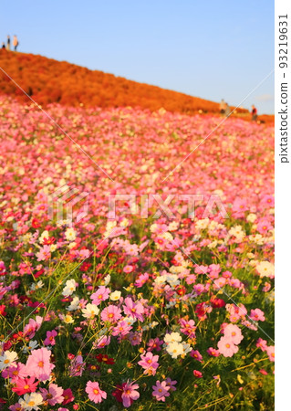 夕陽染紅的秋櫻，秋葉的地膚花田 93219631