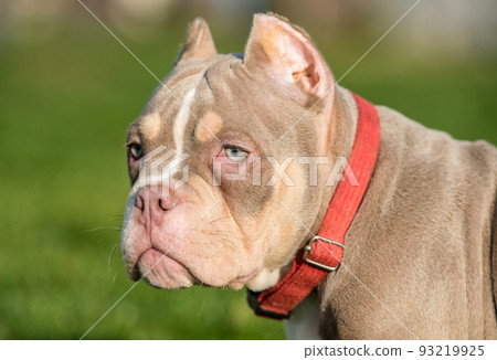 A pocket male American Bully puppy dog close up A pocket male American Bully puppy dog close up 93219925