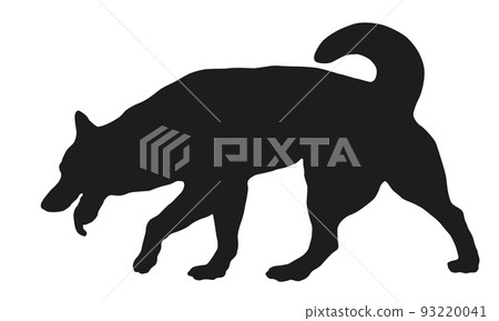 Walking and sniffing siberian husky puppy. Pets. Walking and sniffing siberian husky puppy. Pets. 93220041