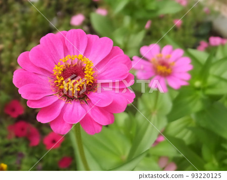 百日草 93220125