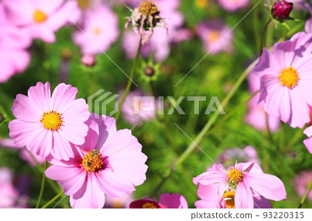 盛開的波斯菊和蜜蜂授粉 93220315