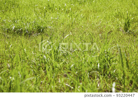 Beautiful weed Beautiful weed 93220447