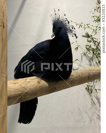 A fantail dove perched on a branch 93220835