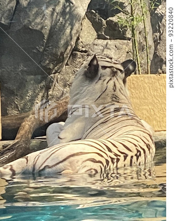 白虎 白虎 93220840