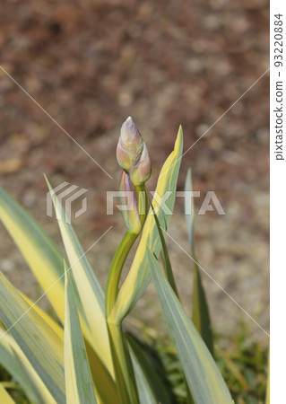 Variegated Dalmatian Iris 93220884