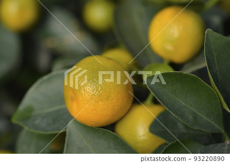 Calamansi Calamansi 93220890
